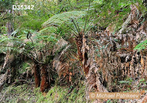 Dicksonia sellowiana